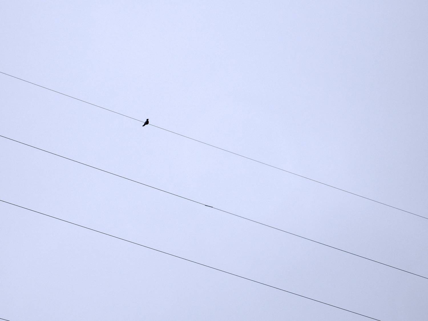 Photo #13645421