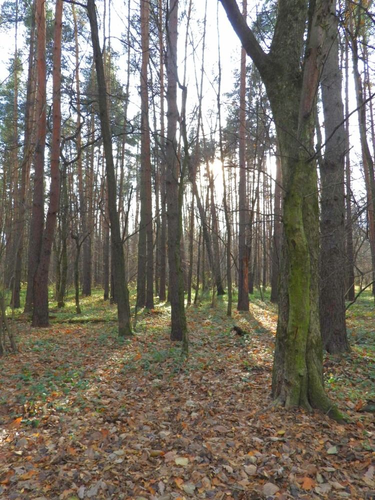 Фотография автора Екатерина Пласковицкая