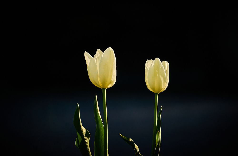 Photograph by Лариса Н