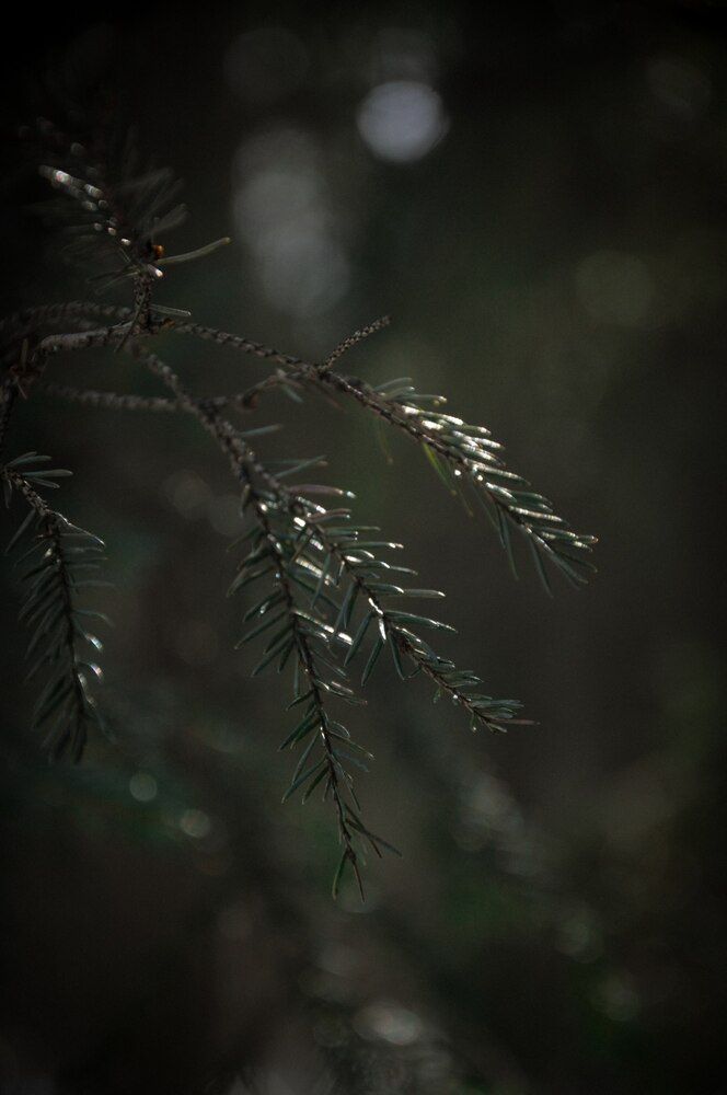 Photograph by Виктория Сергейко