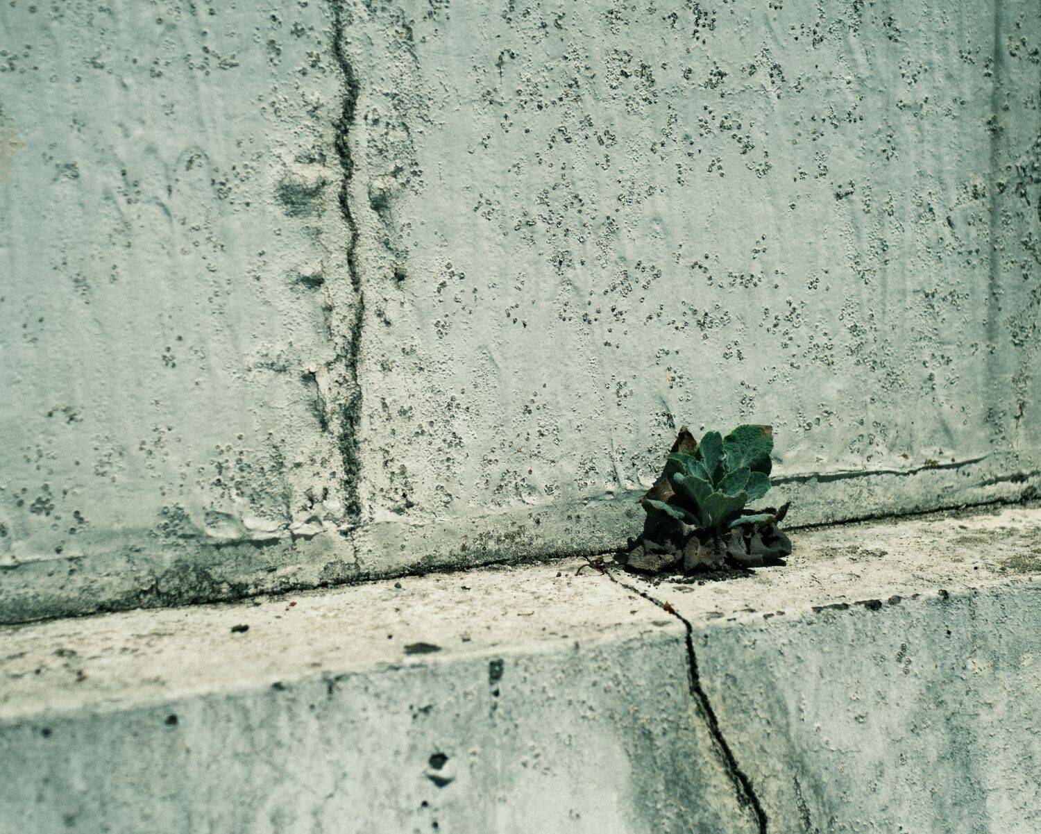 A Plant