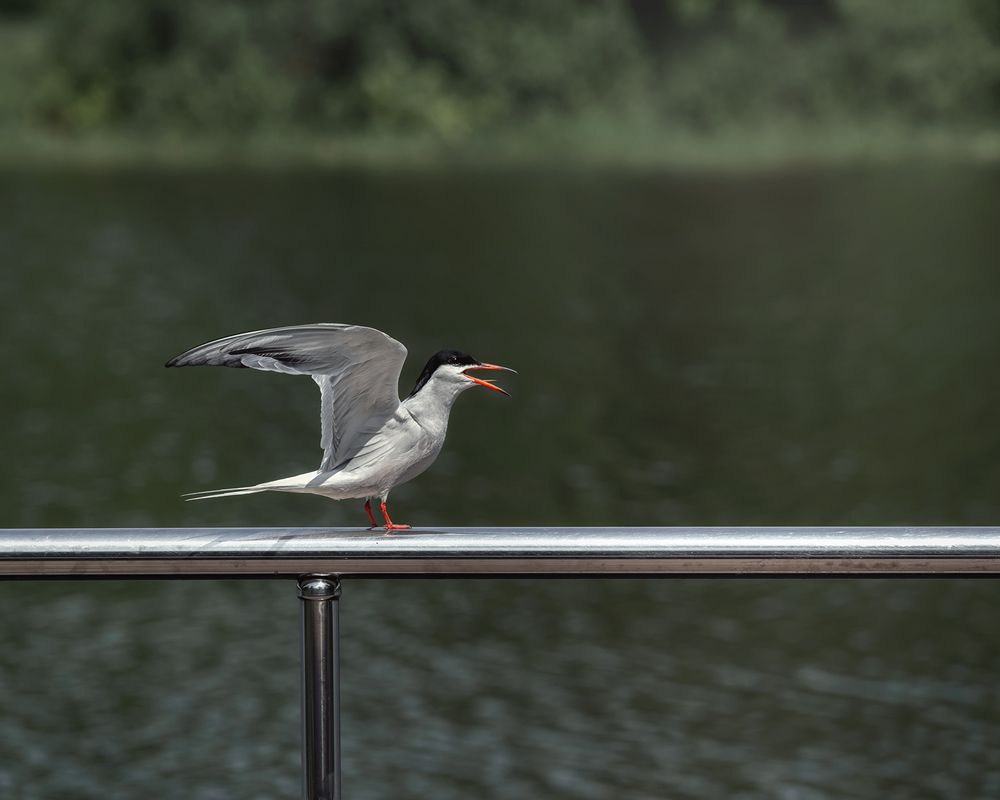 Photograph by Людмила Завьялова