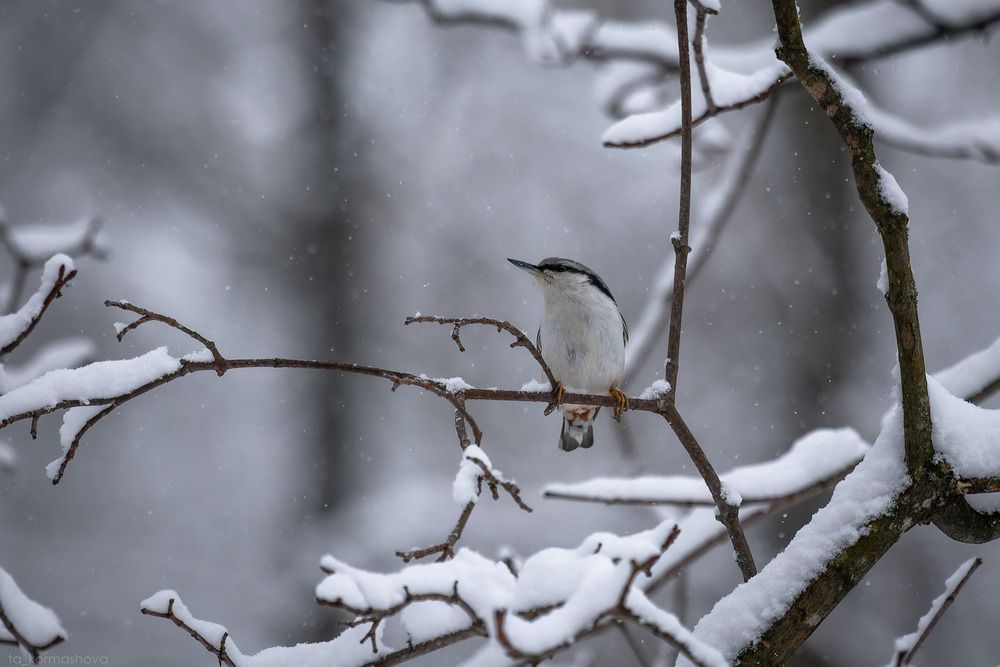 Photograph by Кормашова Татьяна