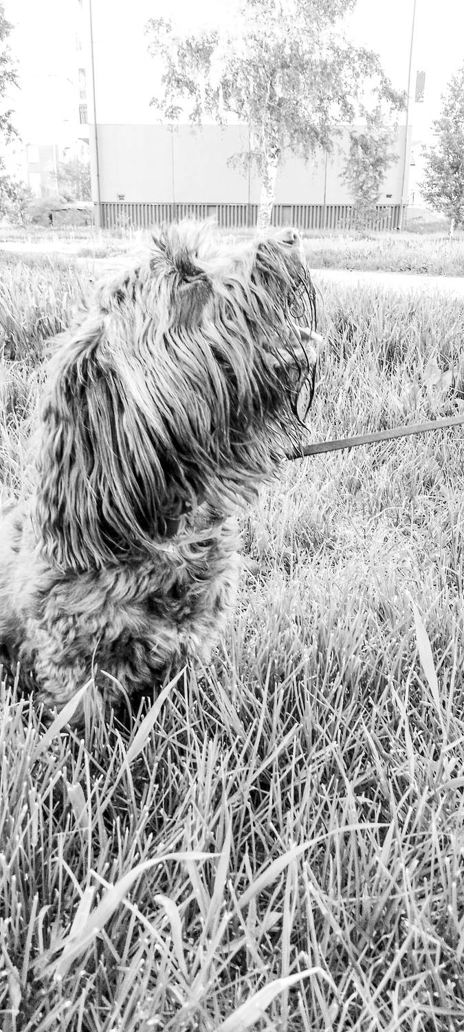 Photo #13646029