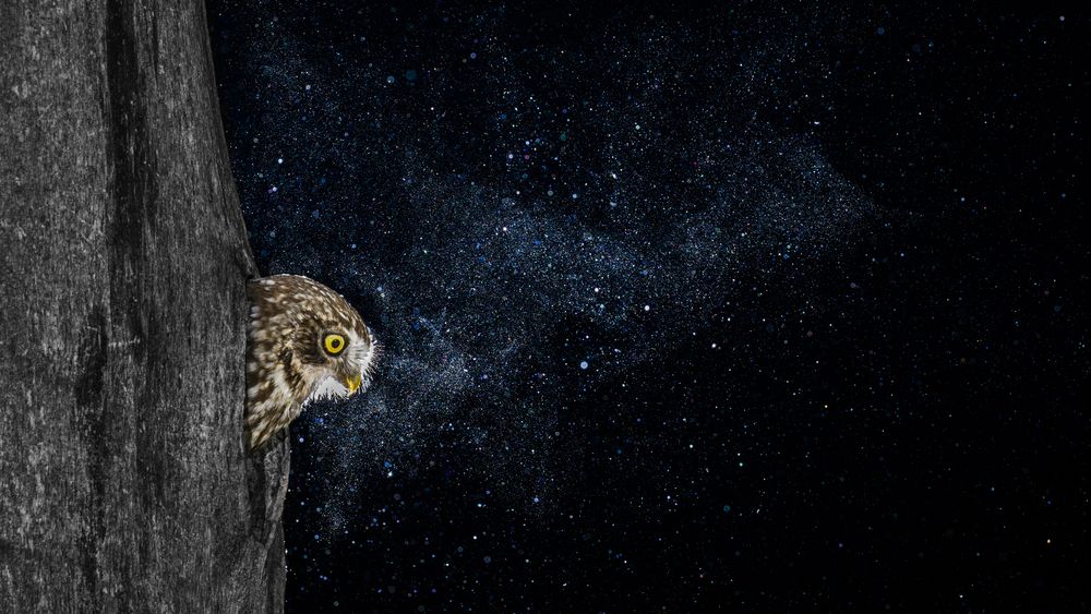 The little owls Milky Way