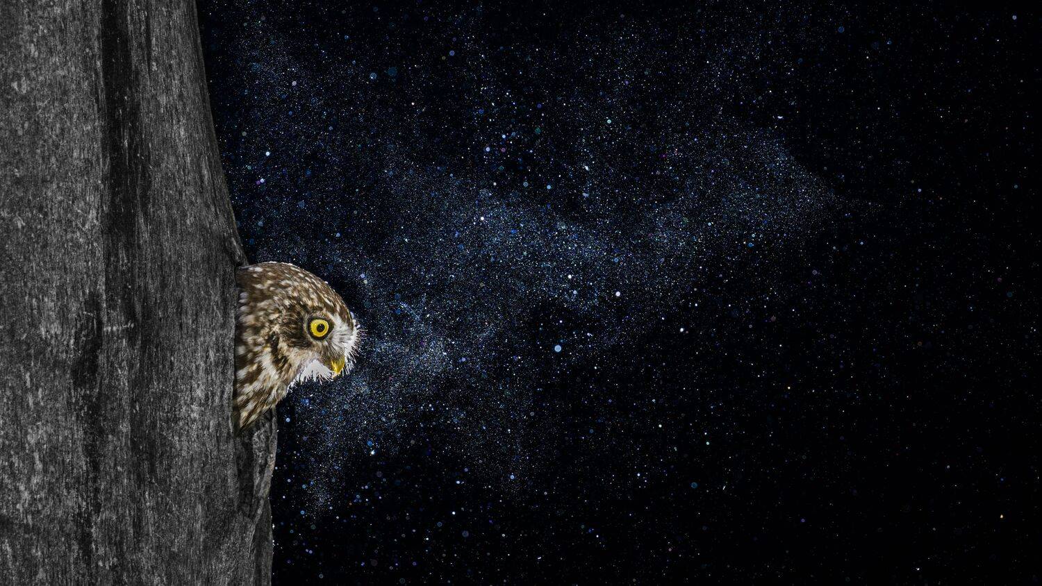 The little owls Milky Way