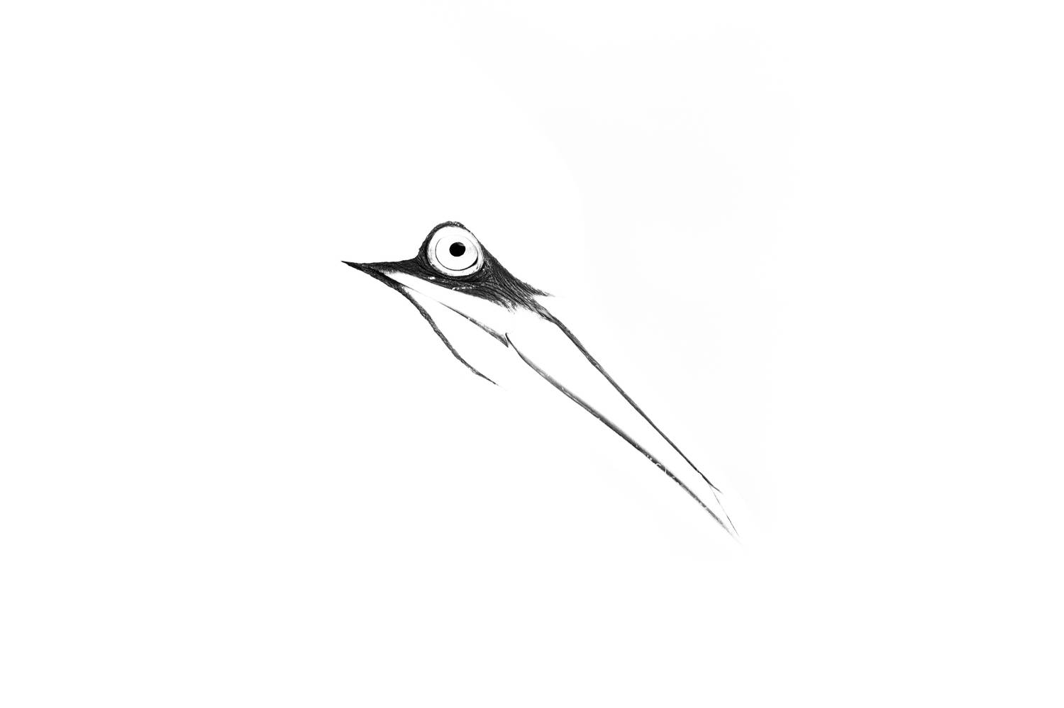 The graphic of a gaze
