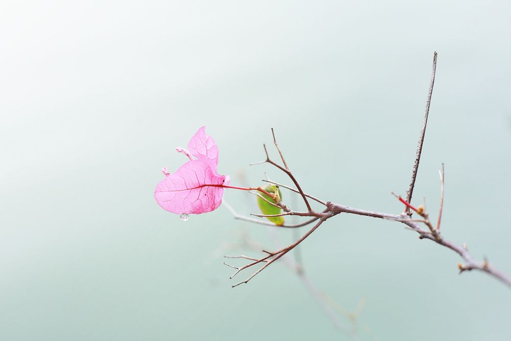 Photograph by Tung Vu Thanh