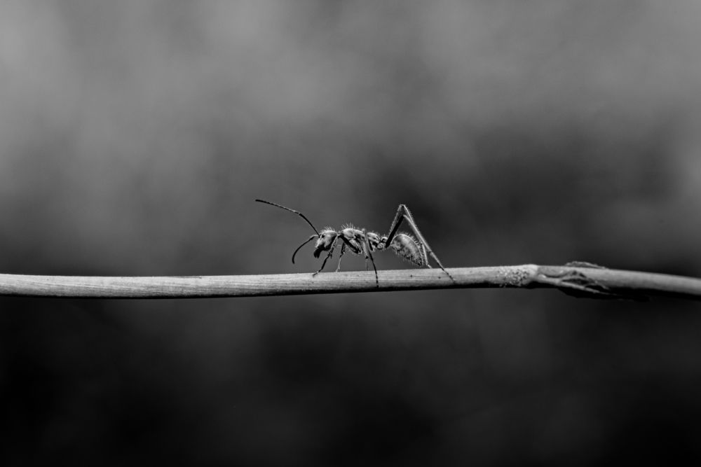 Photograph by Bùi Ngọc Hiếu