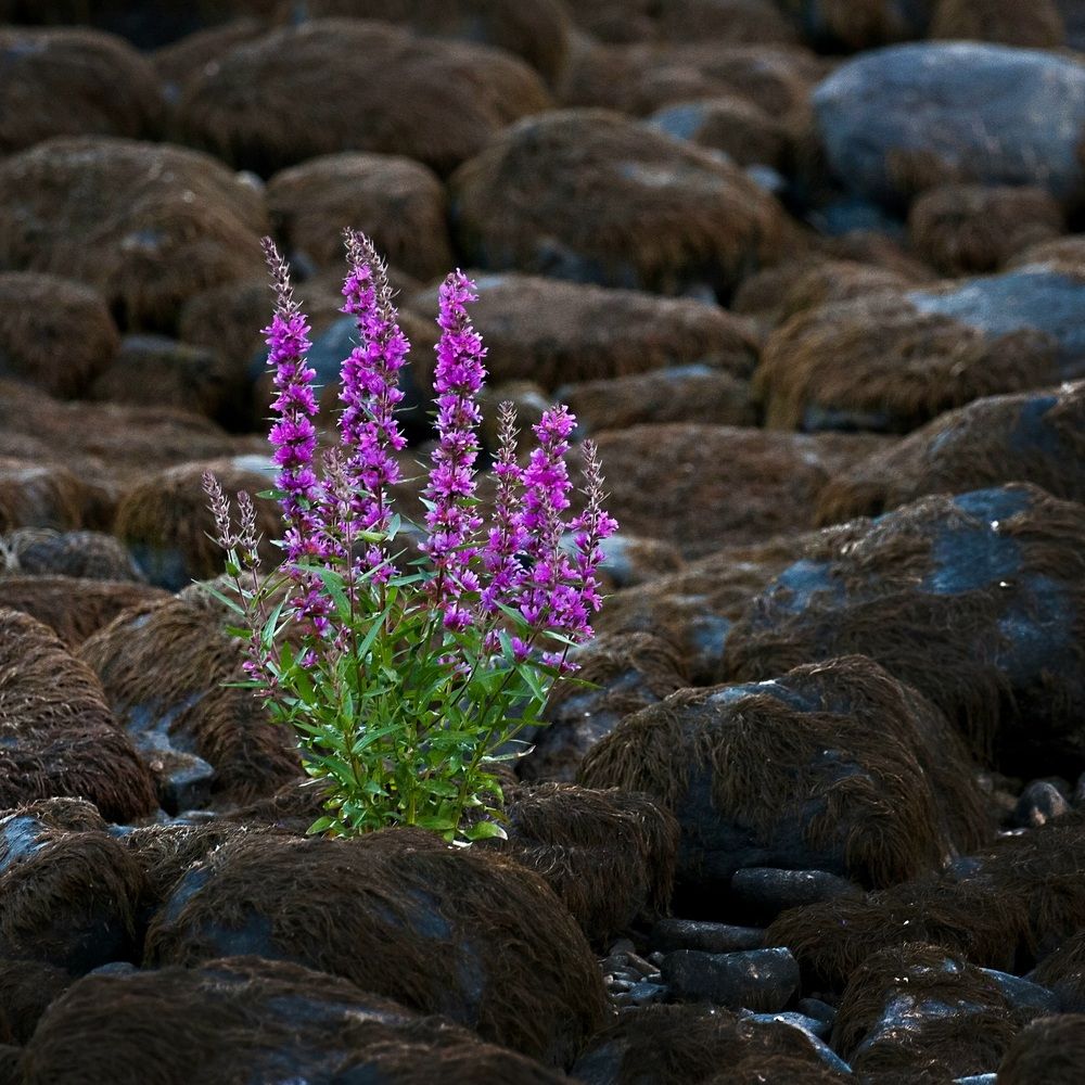 Photograph by Анна Акименко