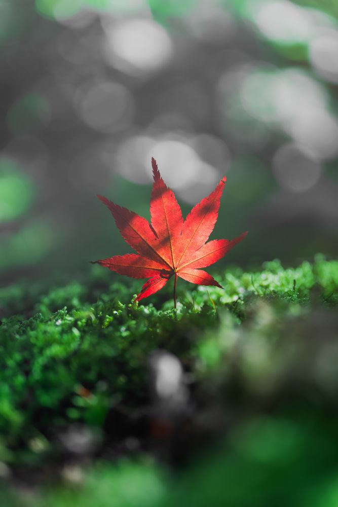 Photograph by Taketo Kazuho