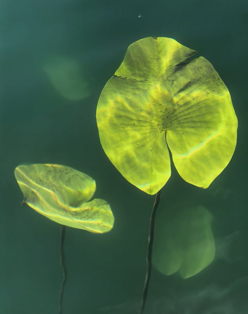 Photograph by Гульназ Шайхисламова