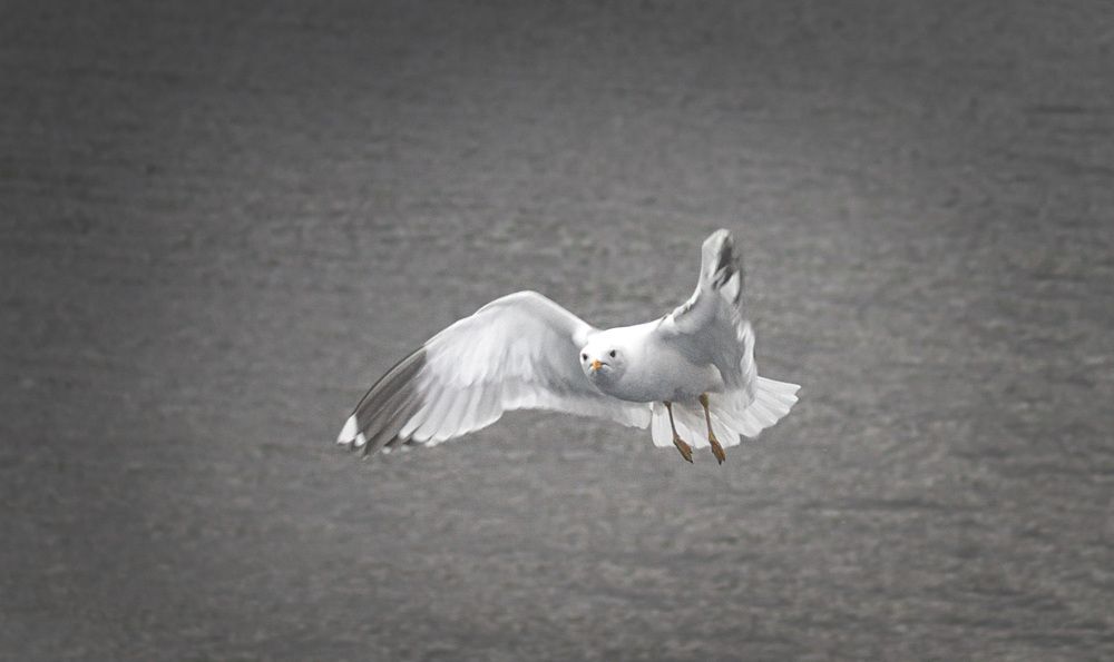 Photo #13646369