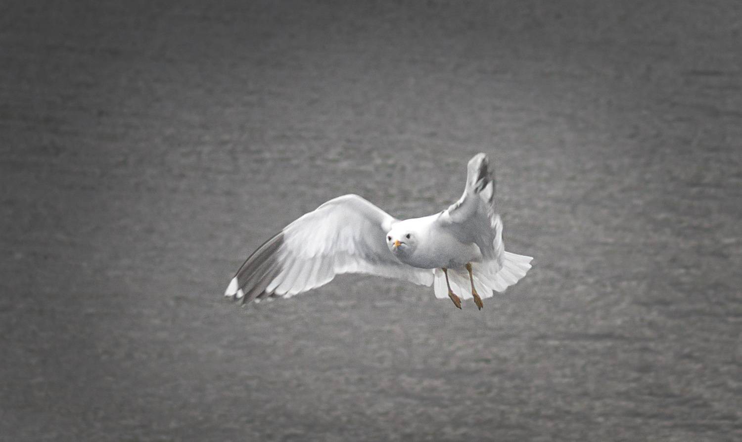 Photo #13646369