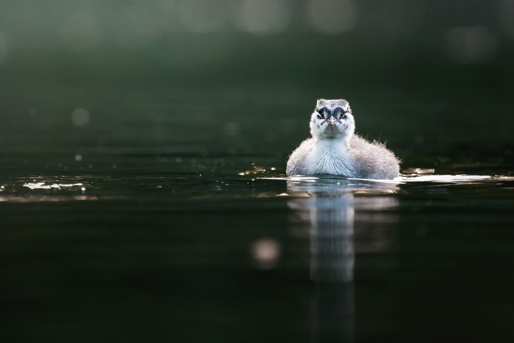 Photograph by Коровяковский Владимир