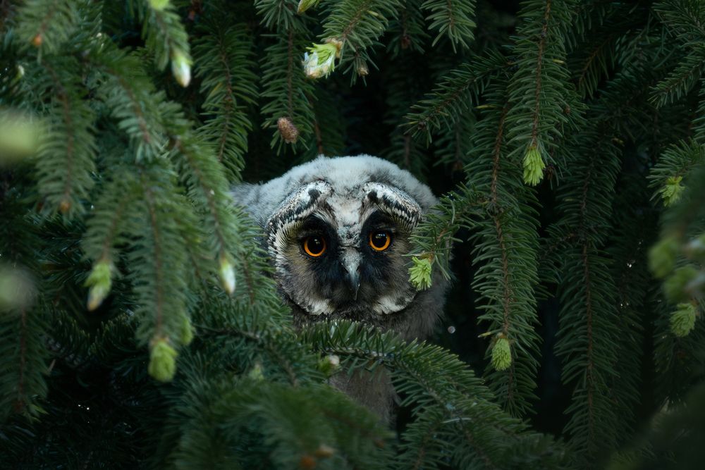 Photograph by Коровяковский Владимир