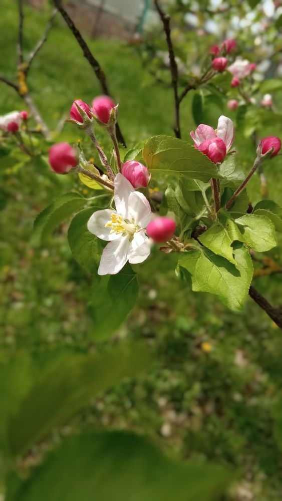 Photograph by Елена Пефтиева