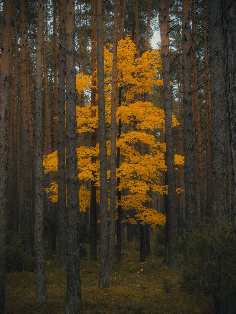 Photograph by Игорь Сухаревич