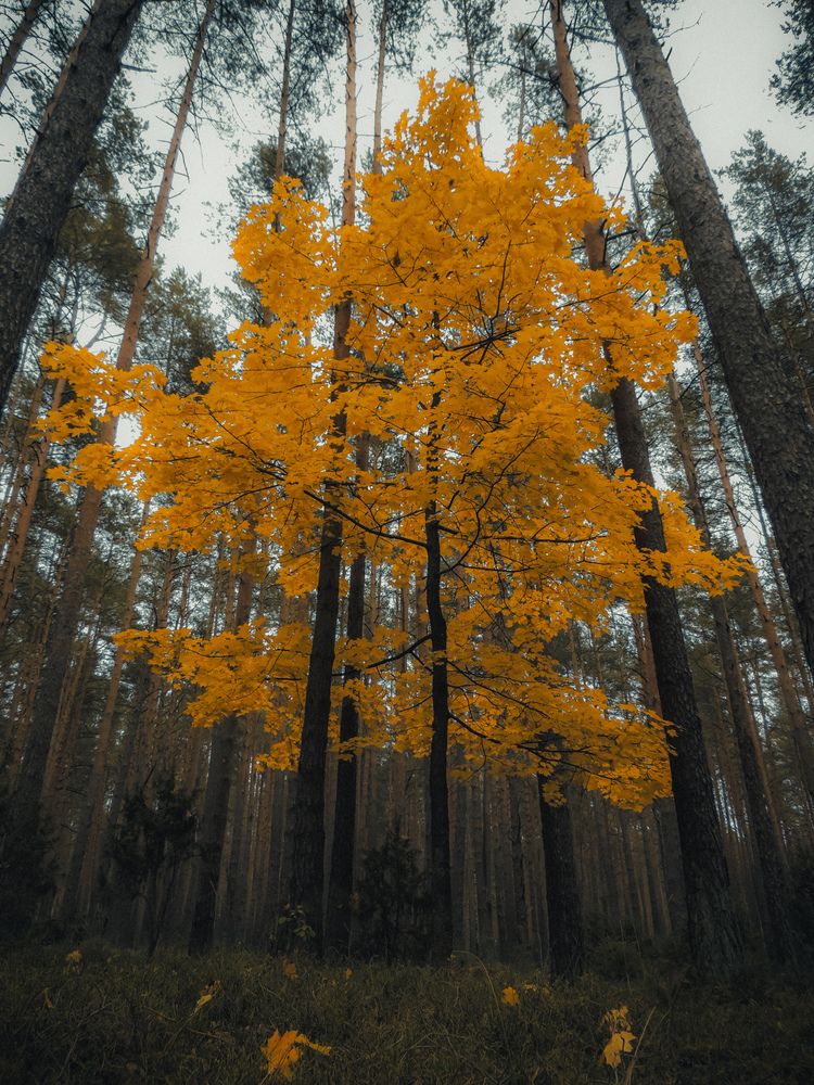 Photograph by Игорь Сухаревич