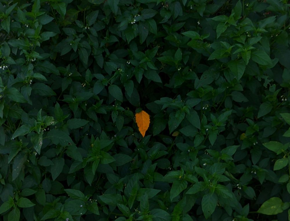 Photograph by Digonto Das