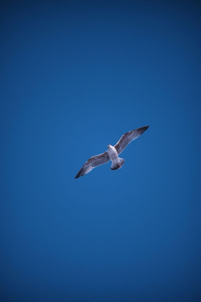 Photograph by Анастасия Пьянкова