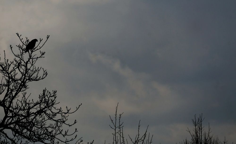 Photo #13646662