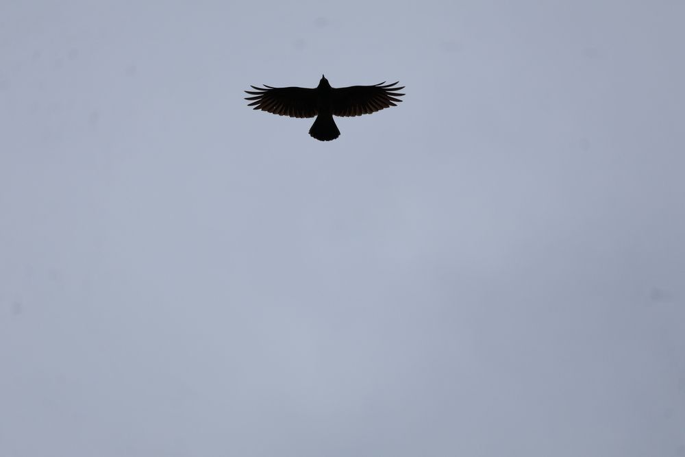 Photo #13646664