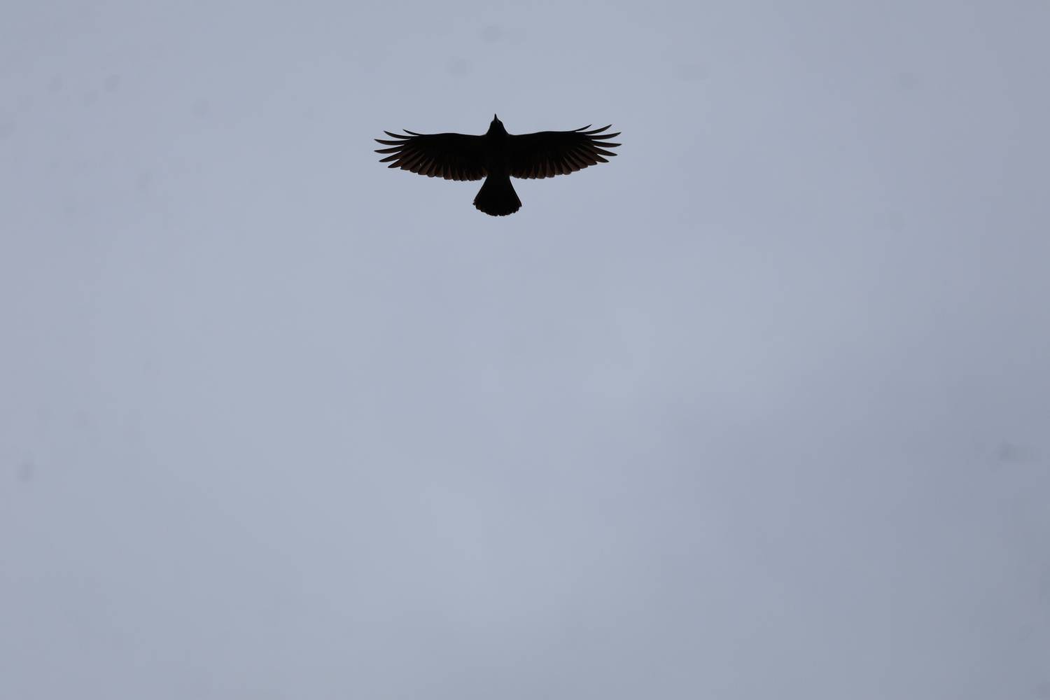 Photo #13646664