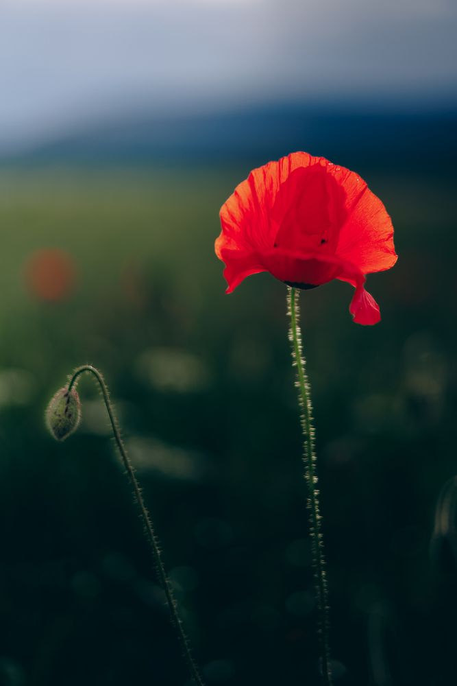 Photograph by Руслан Сколотий