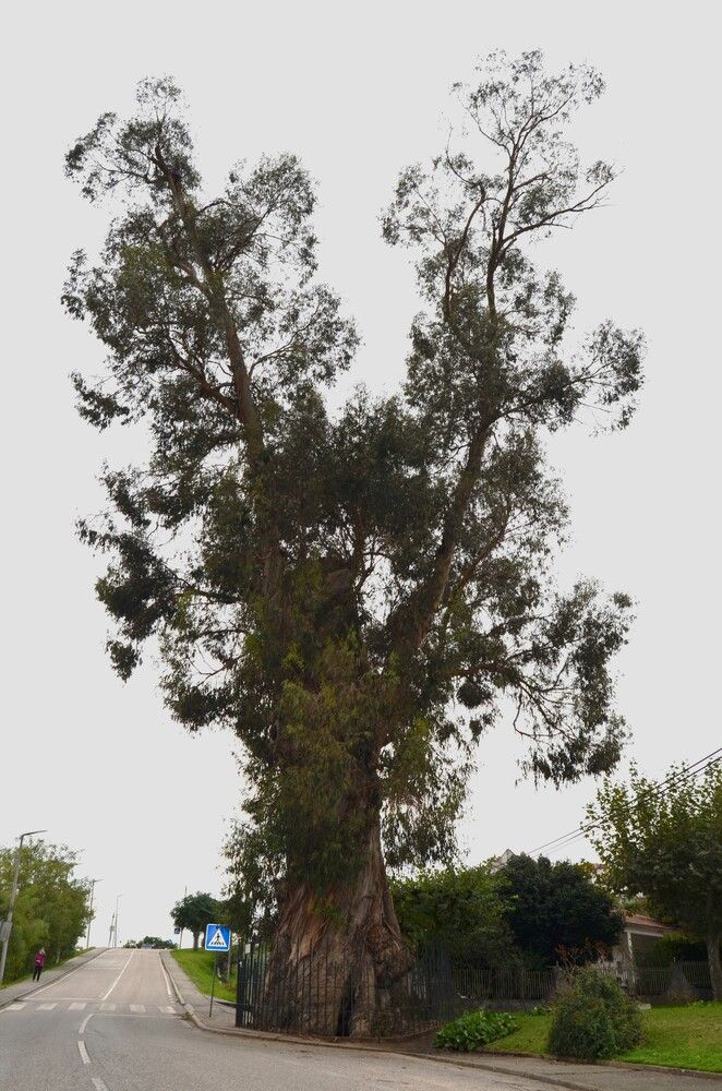 Eucalyptus