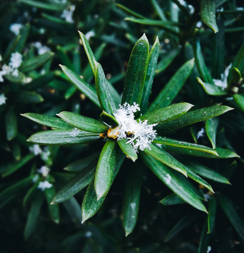 Photograph by Oleksii Fastovetc