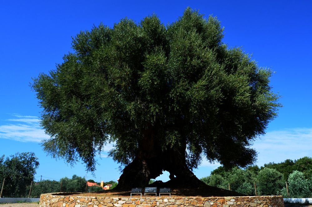 Olive of Mouchão
