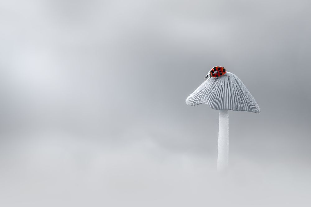 Photograph by Atul Saluja