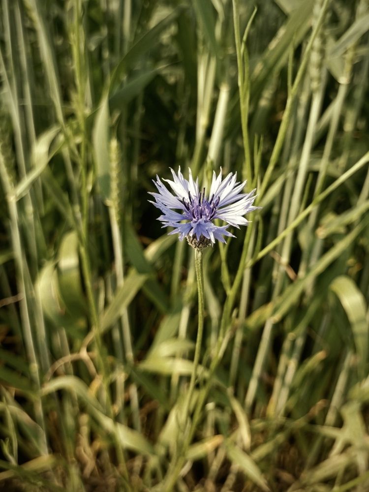 Photograph by Елена Пархоменко