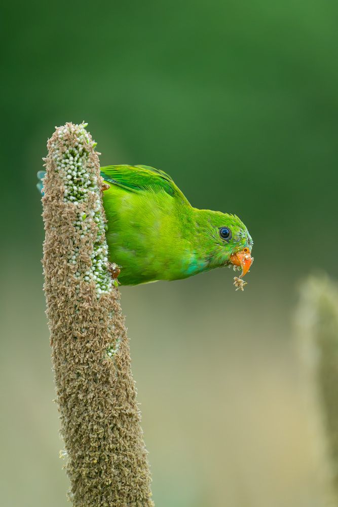 The Vernal Hanging Parrot.