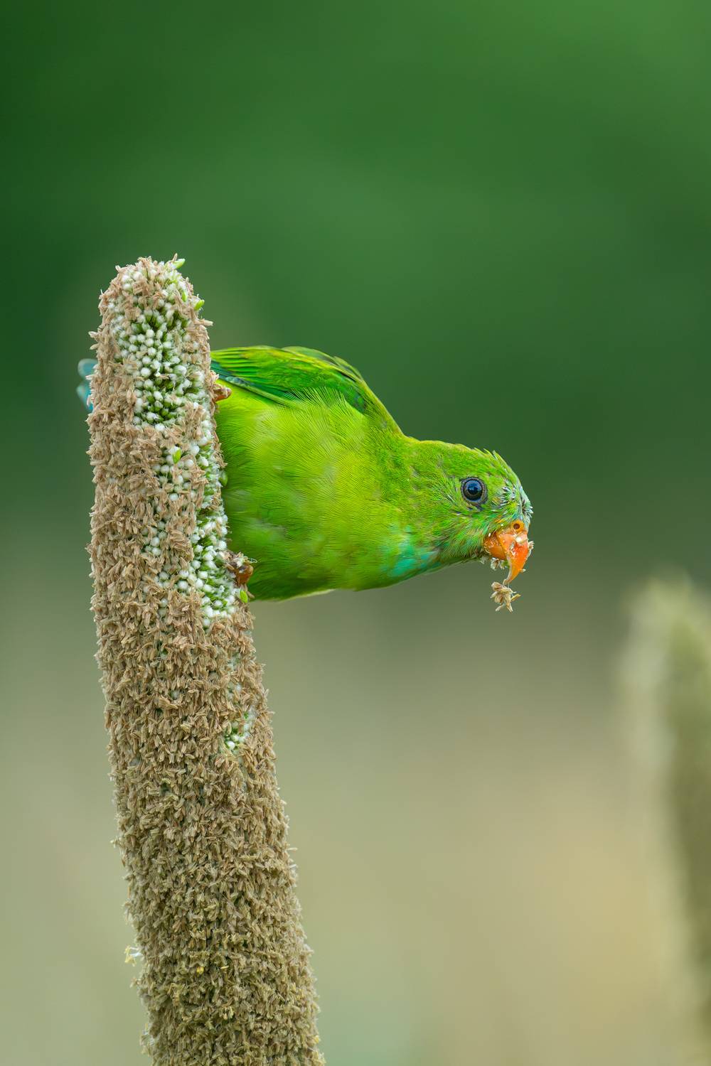 The Vernal Hanging Parrot.