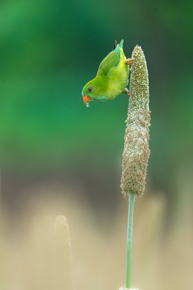 The Vernal Hanging Parrot.