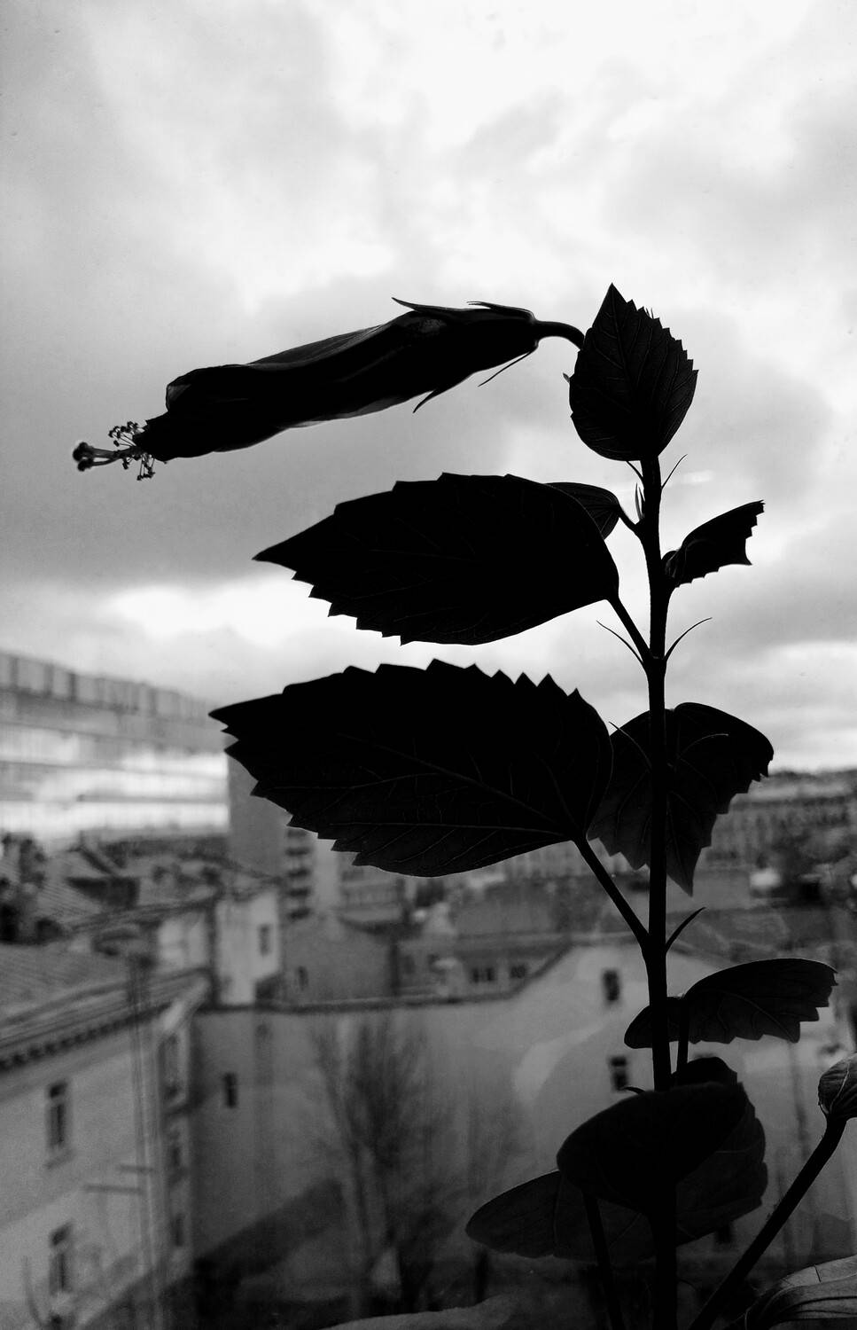 Photo #13647143