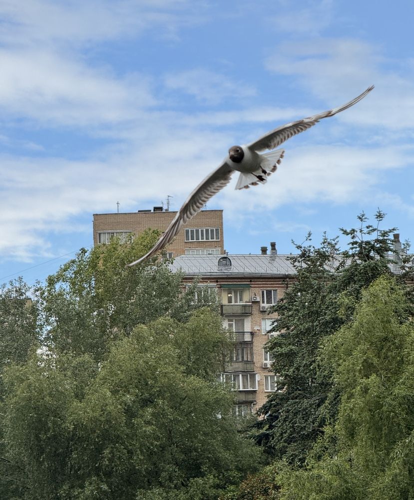 Фотография автора Галина Санчирова