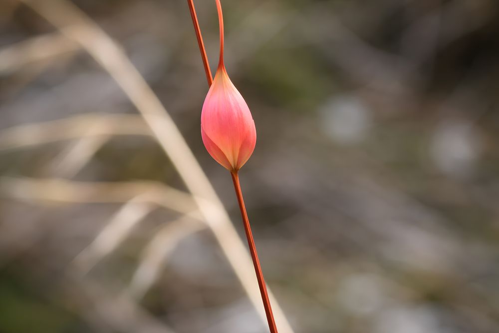 Photograph by Angelo Dolci