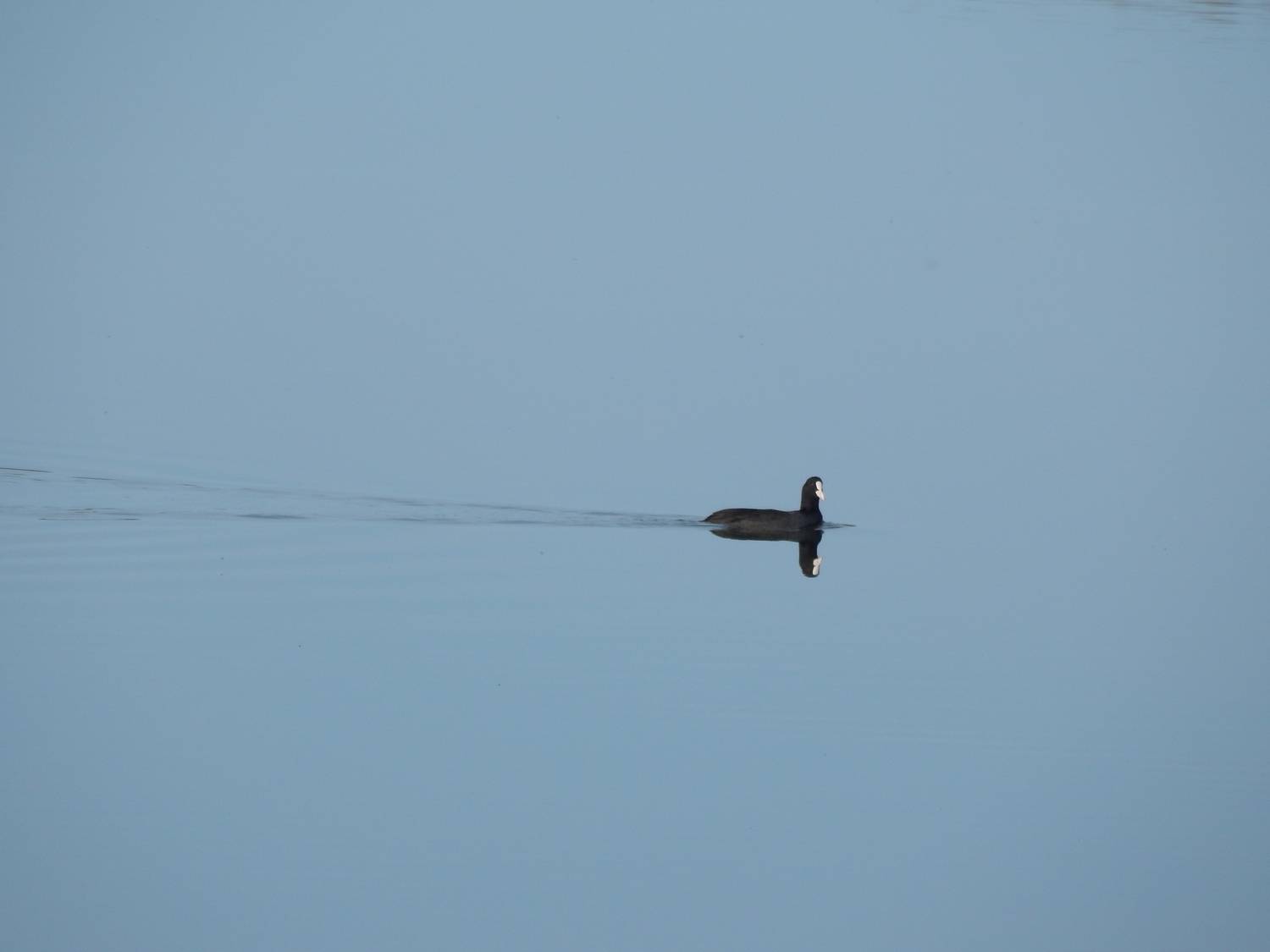 Photo #13647317