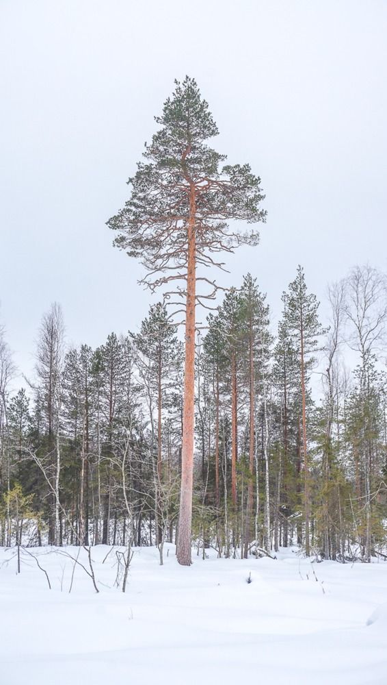 На Севере диком...