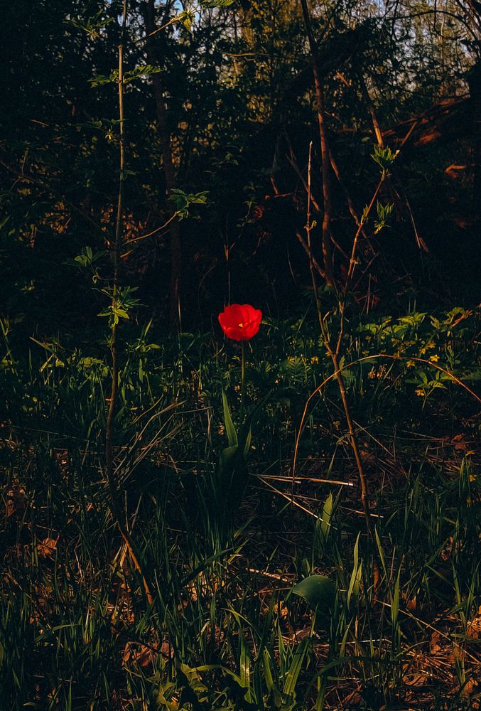 Photograph by Людмила Горячева