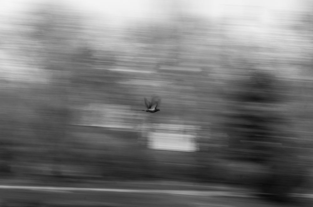 Photograph by Руслан Сколотий
