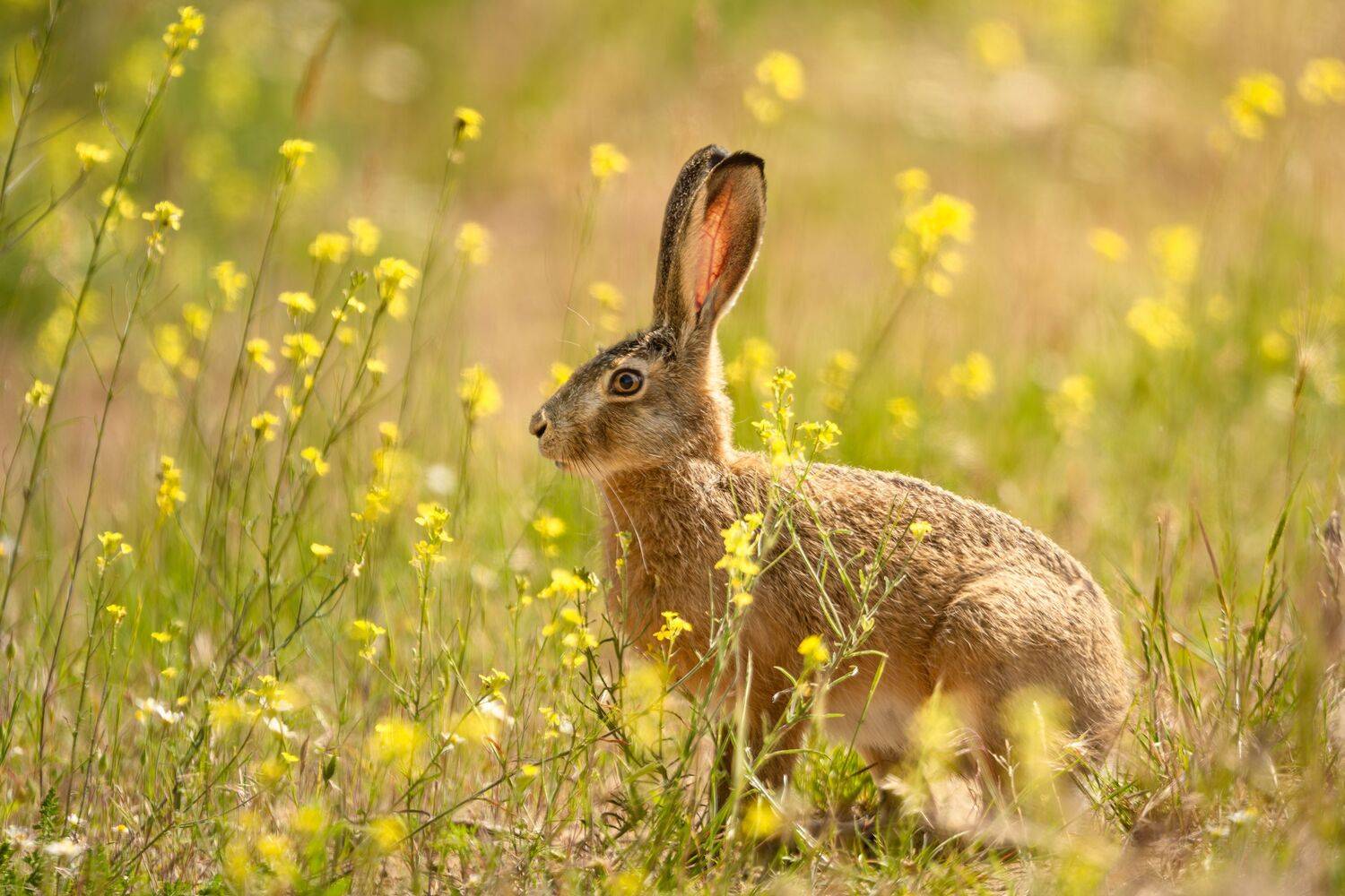 European Hare in Yellow