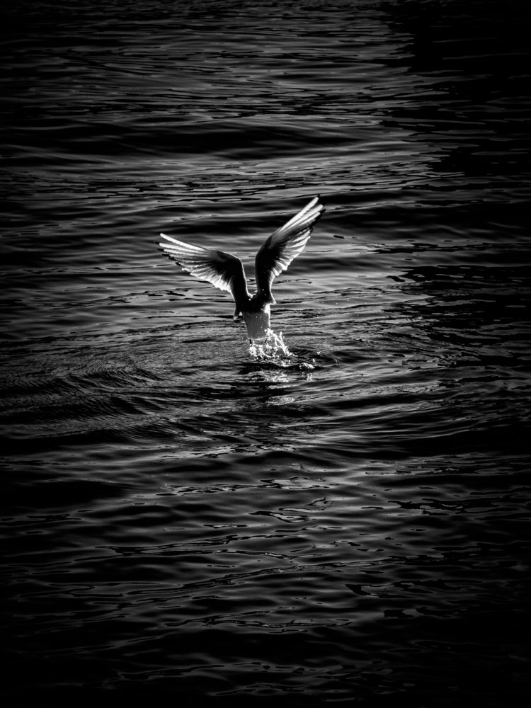 Photograph by Константин Шипицын