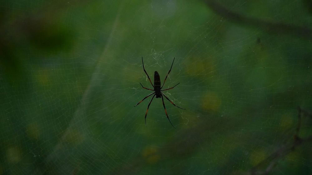 Photo #13647513