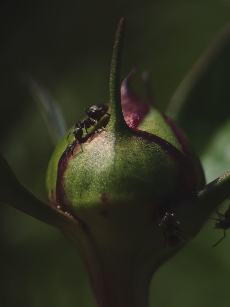 Photograph by Екатерина Вакалова