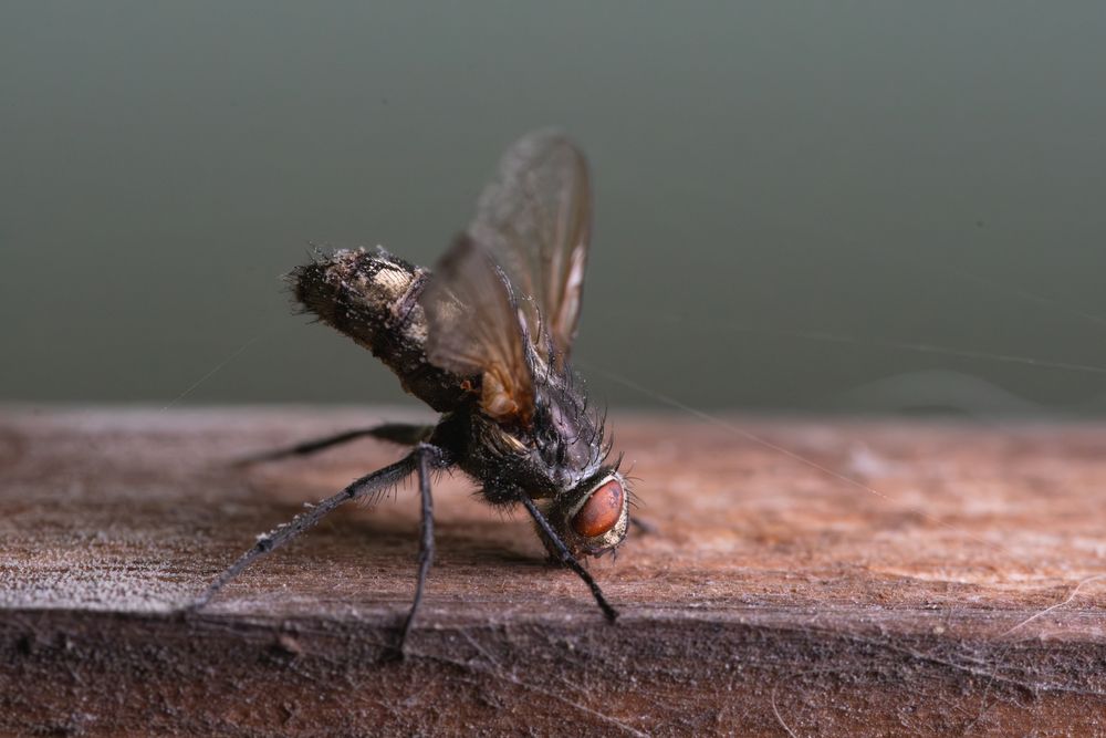 Photograph by Janusz Osika