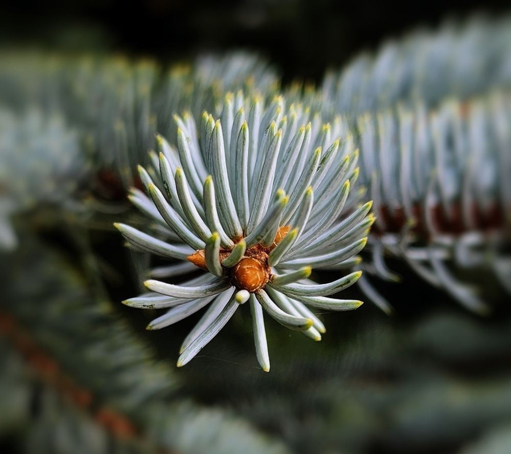 Photograph by Татьяна Сякина